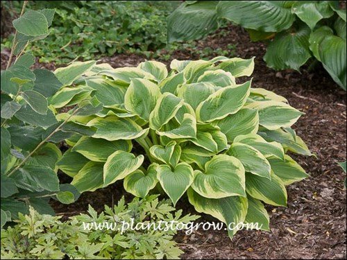 Hosta Climax